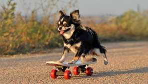 Chihuahua обучение: всичко за повишаване на малко, но много сериозно кученце